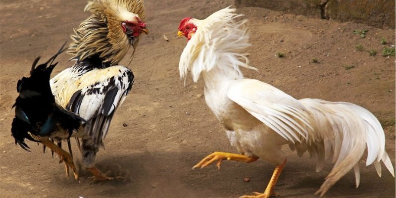 Tổng quan về đá gà cựa sắt